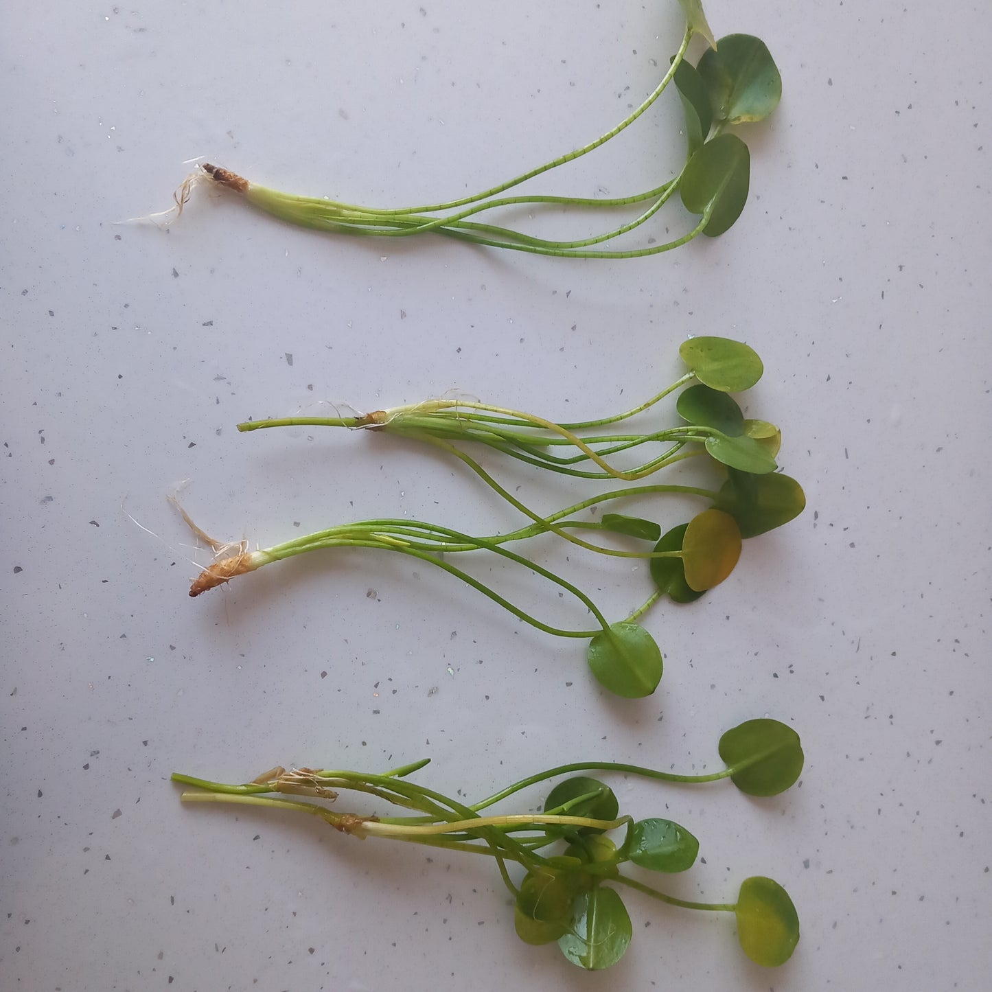 Oxygenating Pond Water Poppy Plants Floating pond plant Packs of 5 Plants