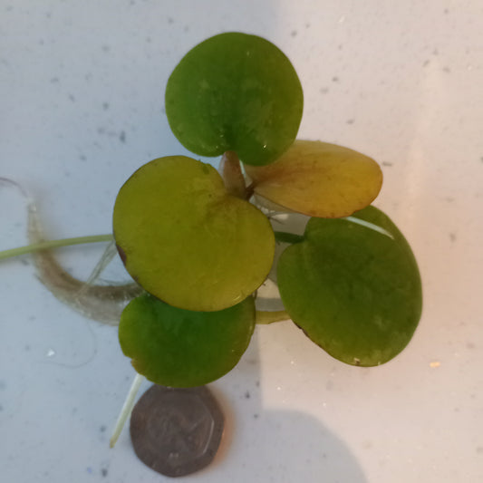 Frogbit Pack of 5 - Limnobium laevigatum (Mini Water Lily)