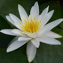 Alba Water Lily - White