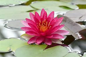 Attraction Waterlily - RED
