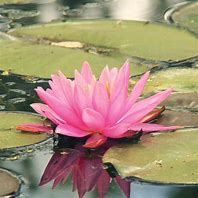 Colorado Waterlily