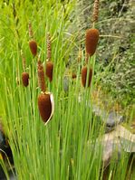 Miniature Bulrush-(Typha minima)