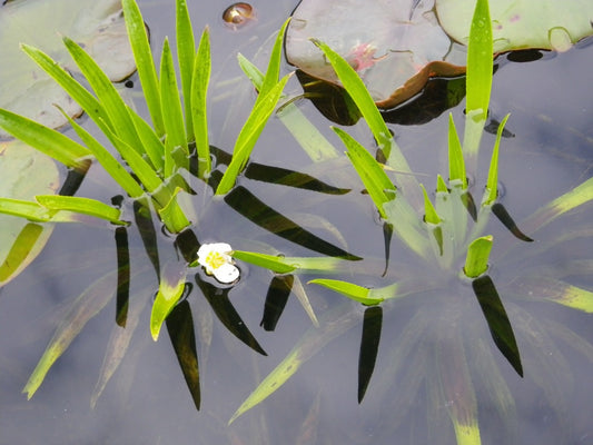 Floating Pond Plants - Water Soldiers - Oxygenating Pond Plants