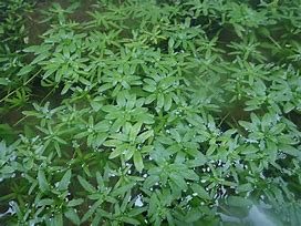 Starwort-(Callitriche stagnalis) Pack of 5 Bunches