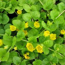 Golden Creeping Jenny | Lysimachia nummularia aurea 1 ltr - Pack of 3