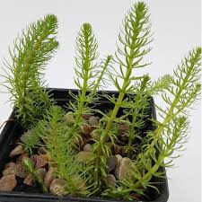 Mare's tail | Hippuris vulgaris UK Native