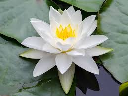 Nymphaea 'Gladstoniana' Water Lily