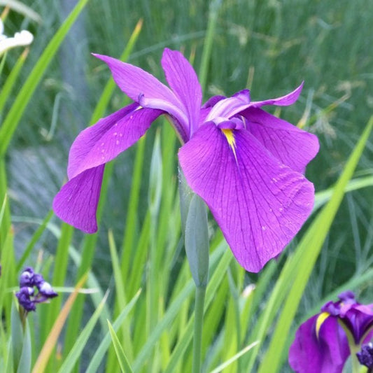 Iris Ensata - Japanese Clematis Iris