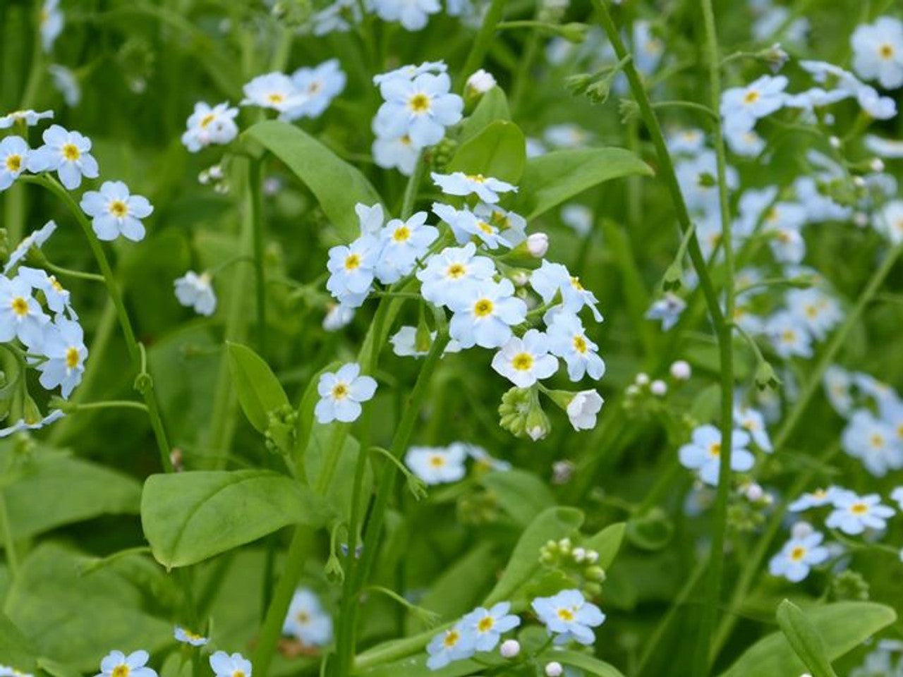 Myosotis scorpioides - Water forget me not - 3 Litre Basket