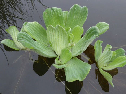 Pistia stratiotes - Water Lettuce Floating Pond Plant Pack of 5
