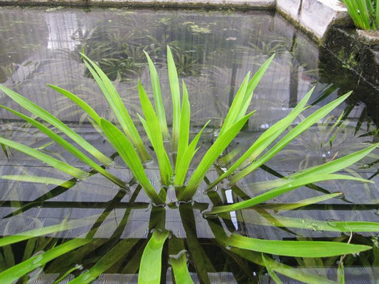 Stratiotes aloides - Water soldier Floating Pond Plant Pack of 5
