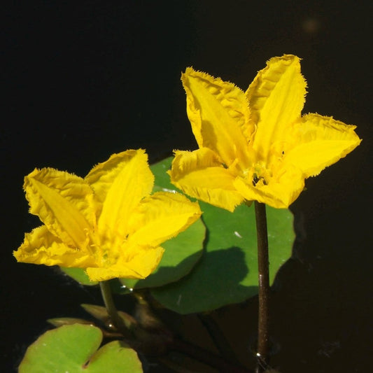 Nymphoides Peltata - Fringed Water Lily 1Ltr
