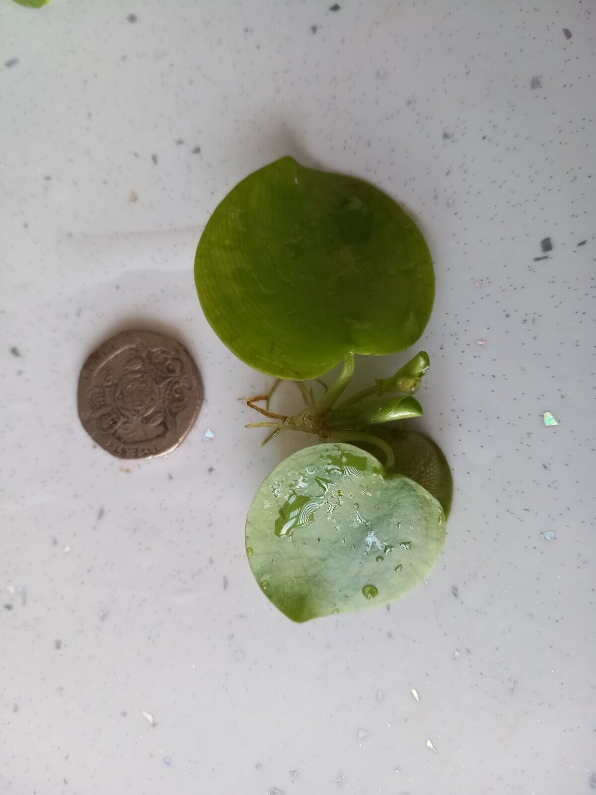 Frogbit POND / TANK. Floating Aquatic Plants