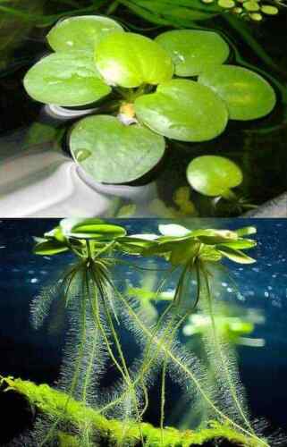 Frogbit POND / TANK. Floating Aquatic Plants