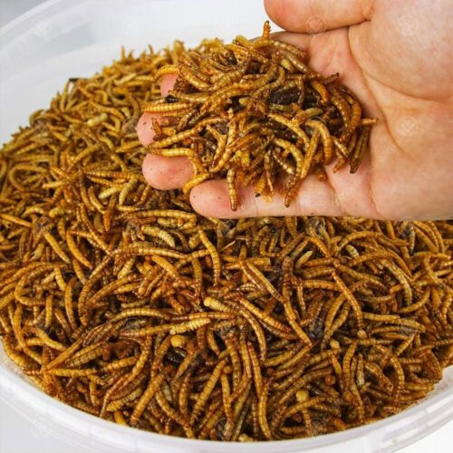 Dried Mealworms Premium Wild Bird Food, LITRES