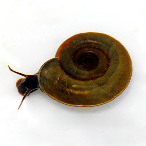 POND SNAILS Flat Ramshorn snail