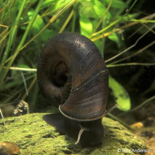 POND SNAILS ADULT RAMSHORN EAT ALGAE UK NATIVE POND SNAIL