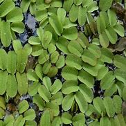 Floating watermoss-(Salvinia natans)