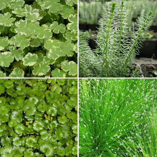 Best Oxygenating Plants for UK Ponds: A Seasonal Guide