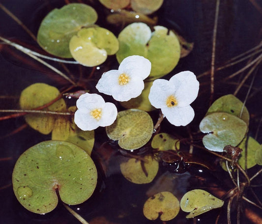 Frogbit | Hydrocharis morsus ranae Pack Of 5