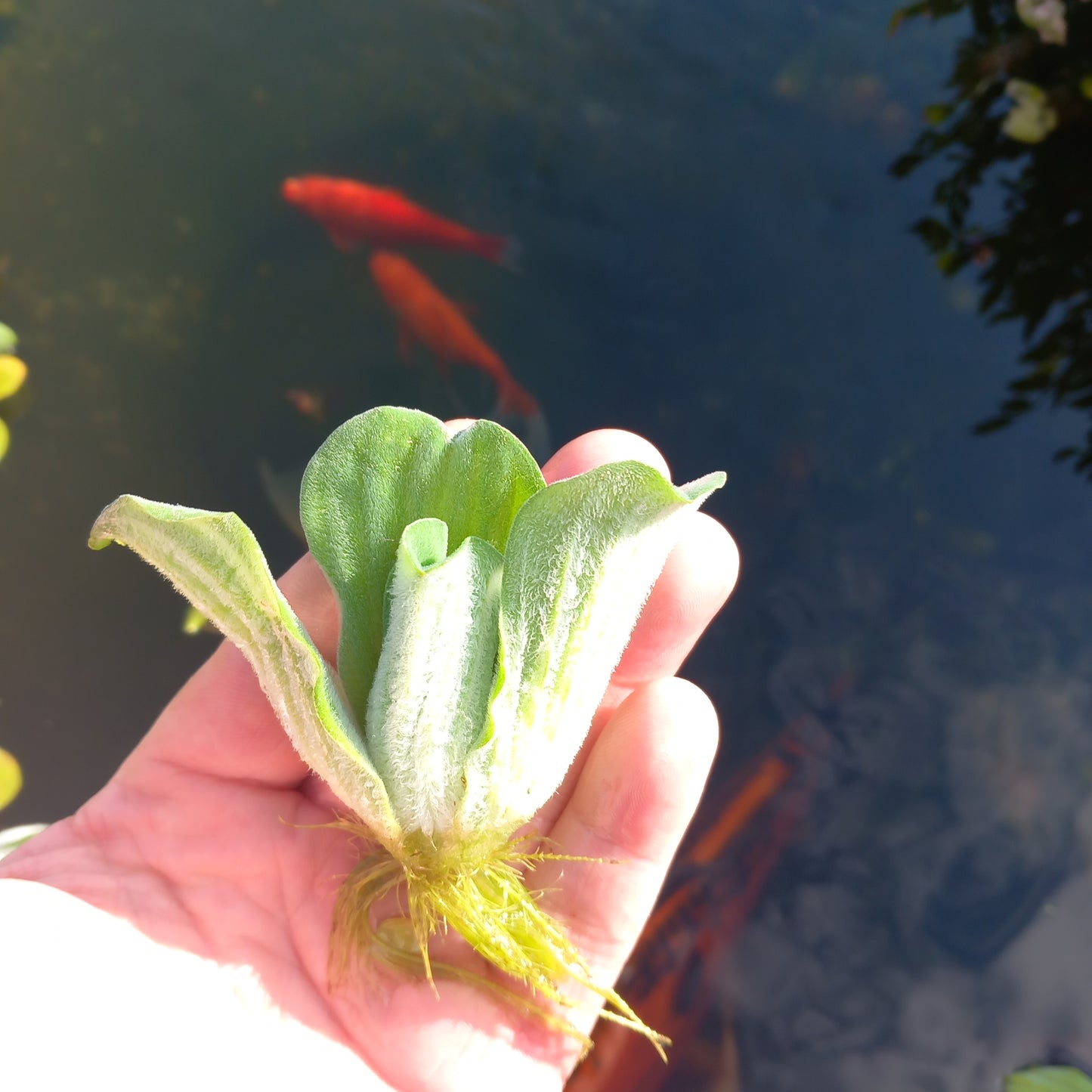 FLOATING WATER LETTUCE POND PLANTS Juvenile Plants