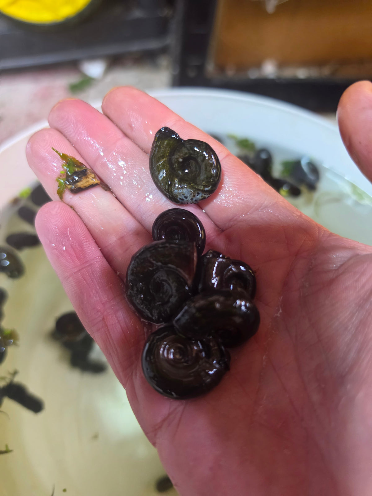 Ramshorn Pond Snails – UK Native Algae Eating Pond Snails