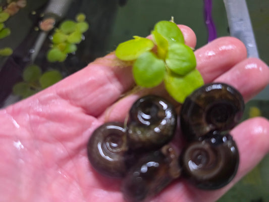 Ramshorn Pond Snails – UK Native Algae Eating Pond Snails