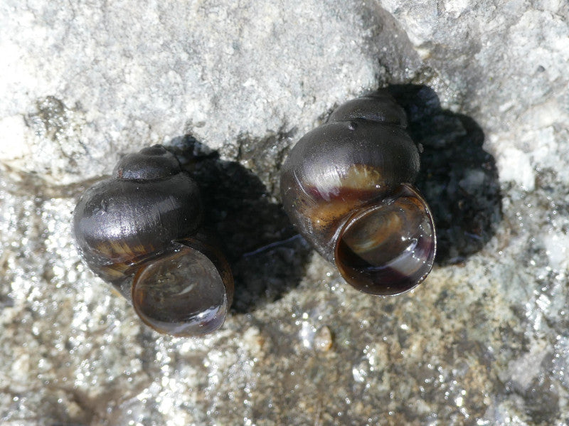 POND SNAILS UK BRED TRAPDOOR SNAILS EAT ALGAE