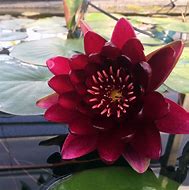 Black Princess Waterlily - Premium