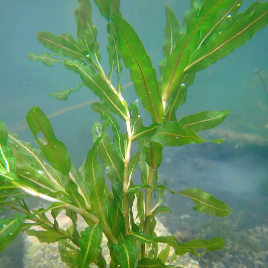 Curly Pondweed | Potamogeton crispus - UK Native