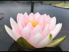 Darwin Waterlily