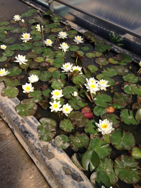 Nymphaea 'Gladstoniana' Water Lily