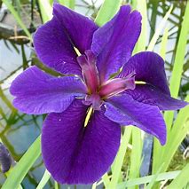 Iris louisiana 'Black Gamecock