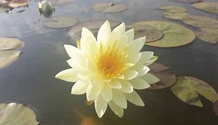 Lemon Mist Waterlily 3 Litre