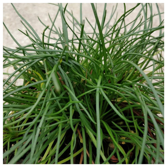 Littorella Uniflora - Shoreweed 1 Litre potted