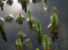 Mare's tail | Hippuris vulgaris UK Native