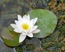 Marliacea Albida Waterlily - White