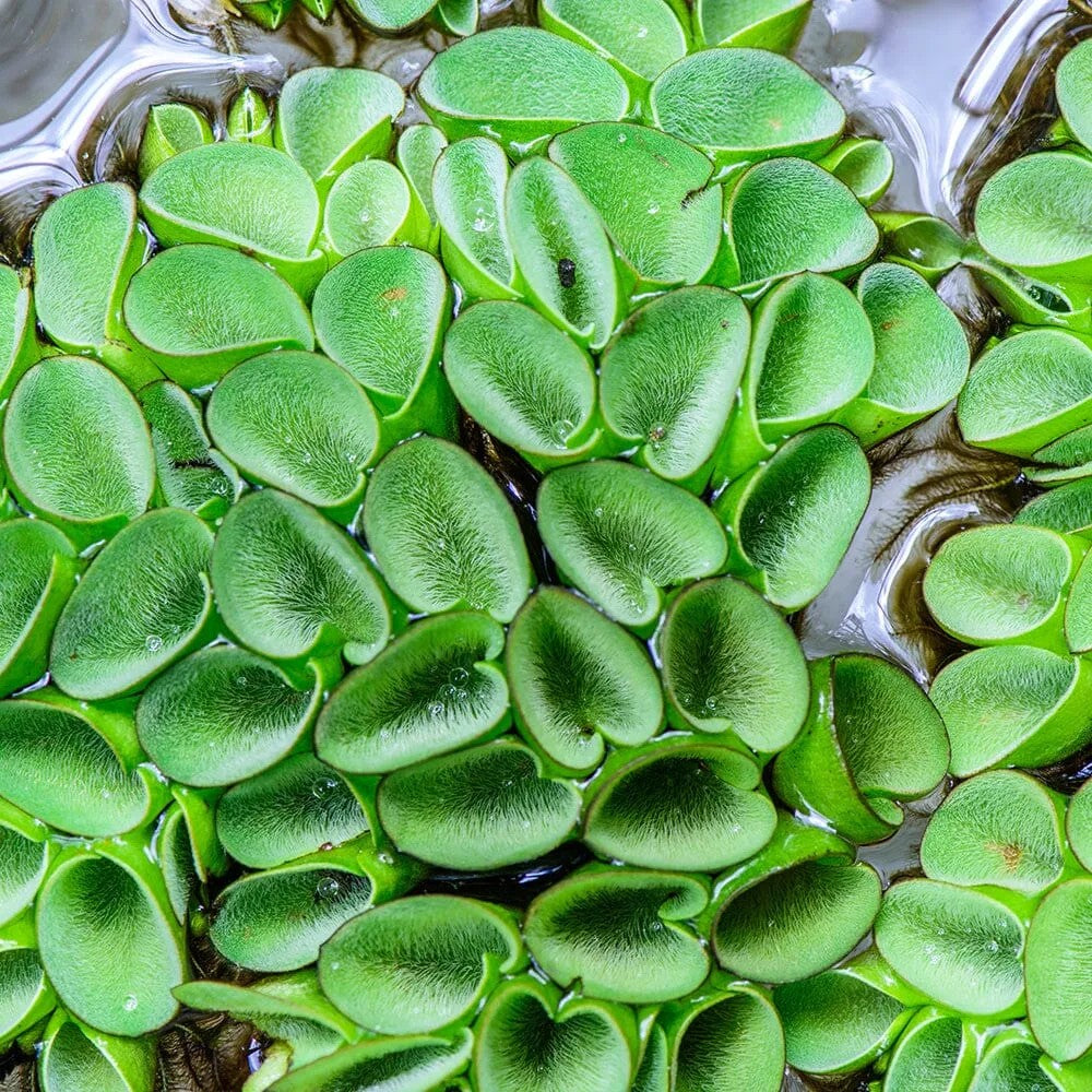 Salvinia cucullata Floating Plants -Pack of 5