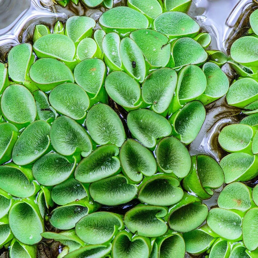 Salvinia cucullata Floating Plants -Pack of 5
