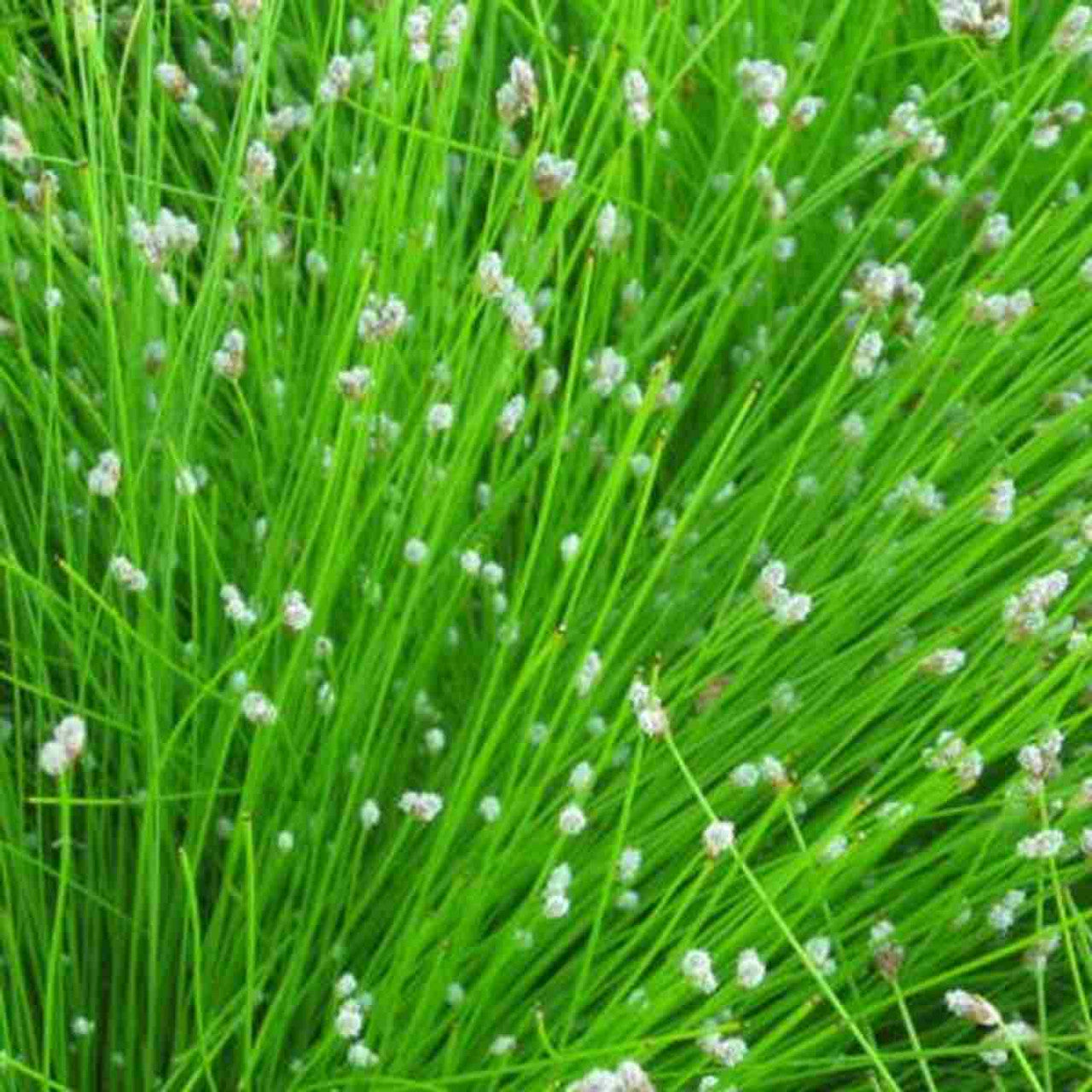 Scirpus cernuus  - Fibre optic plant