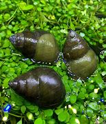 UK NATIVE POND SNAIL BUNDLE