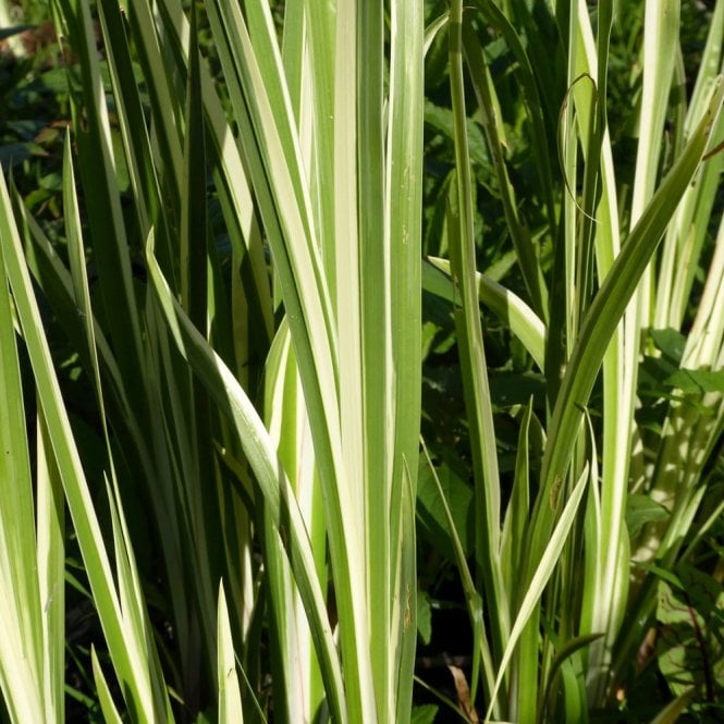 Acorus calamus variegatus