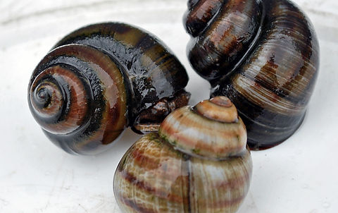 POND SNAILS UK BRED TRAPDOOR SNAILS EAT ALGAE