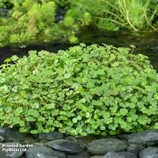 Hydrocotyle Nova Zealand Miniature Pennywort