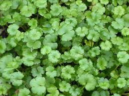 Lawn Pennywort | Hydrocotyle sibthorpiodes
