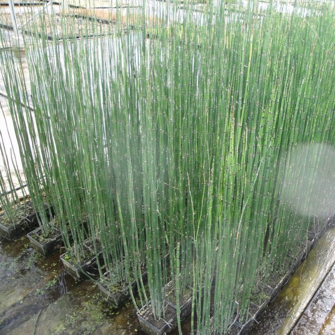 Equisetum Hyemale - Rough Horsetail UK POND PLANTS