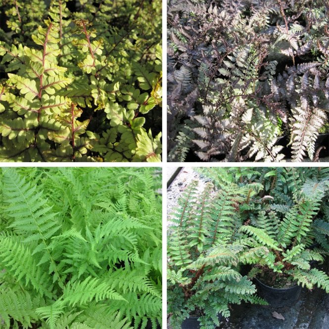 Fern Collection 6 x 9 cm Perfect for shady areas – UK AQUATIC GARDEN ...