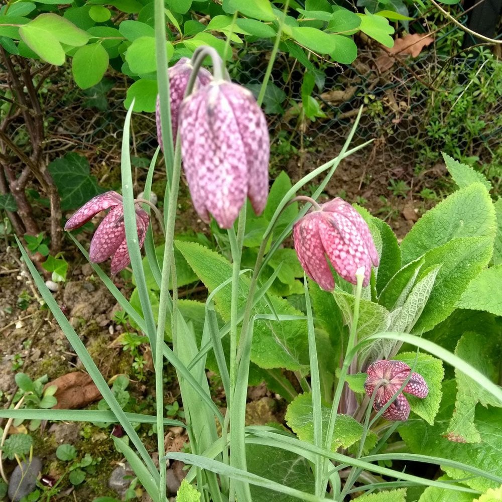 Fritillaria Meleagris - Snakes Head Fritillary