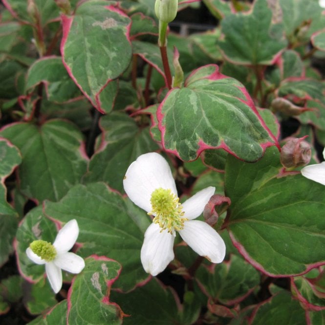 Houttuynia Cordata Boo Boo