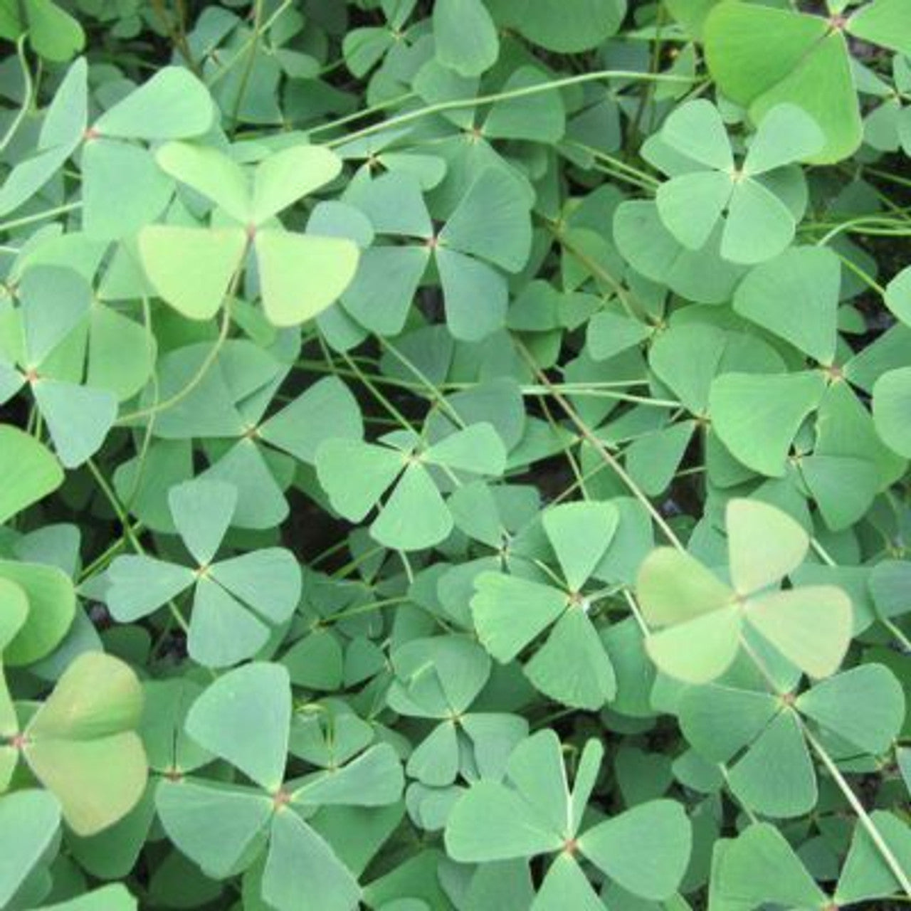 Marsilea quadrifolia - Water shamrock - Potted